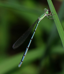 Leptobasis melinogaster
