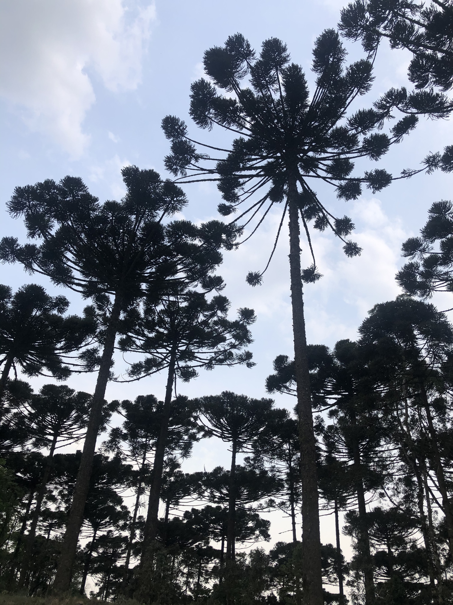 Araucaria angustifolia