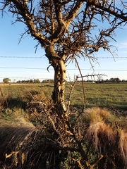 Geoffroea decorticans