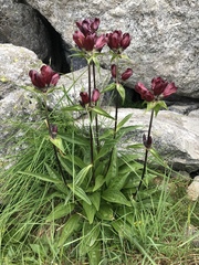 Gentiana purpurea