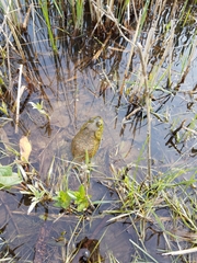 Lithobates catesbeianus