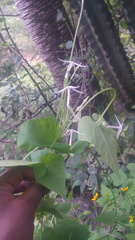 Rytidostylis gracilis