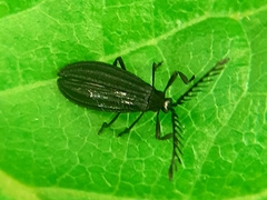 Idiopteron