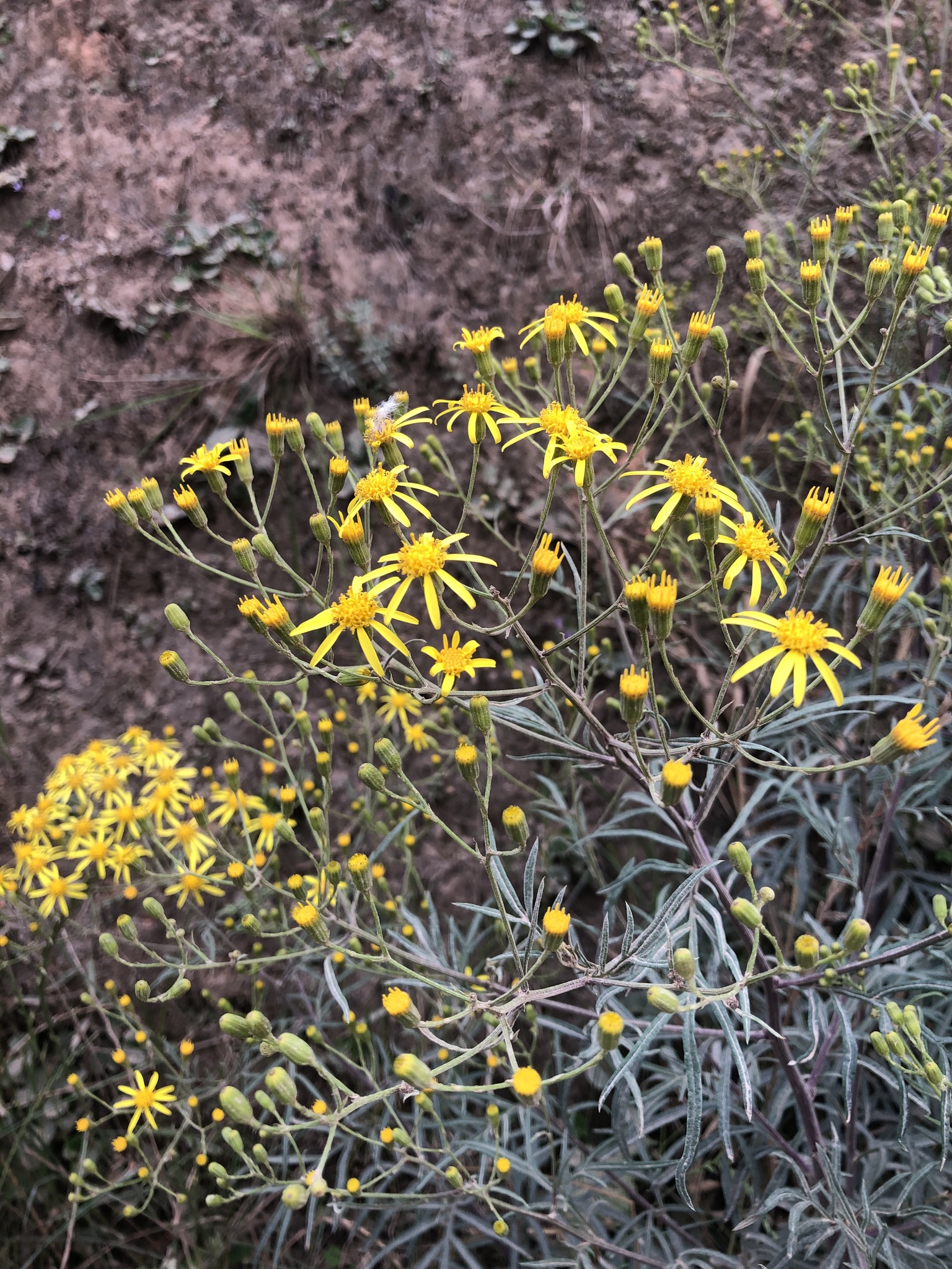 Senecio brasiliensis