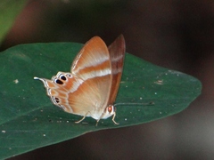 Abisara savitri