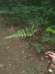 Phegopteris