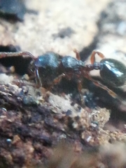 Myrmecina graminicola