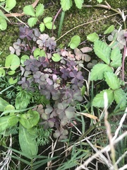 Oxalis triangularis