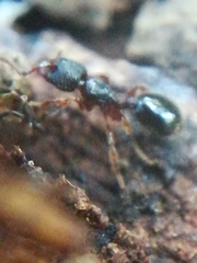 Myrmecina graminicola