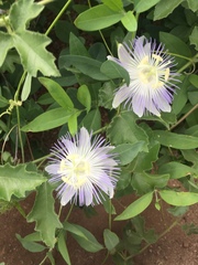 Passiflora arizonica