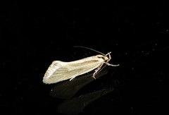 Tingena chloradelpha