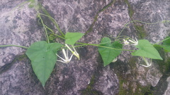 Rytidostylis gracilis