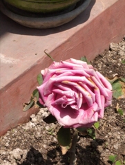Rosa chinensis