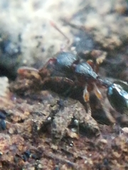 Myrmecina graminicola