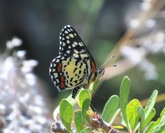 Chlosyne melitaeoides