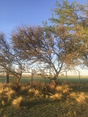 Geoffroea decorticans