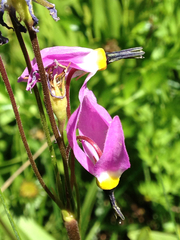 Dodecatheon