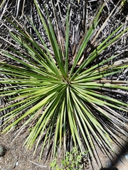 Agave striata