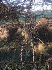 Geoffroea decorticans