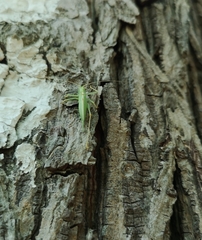Meconema thalassinum