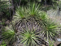 Agave striata