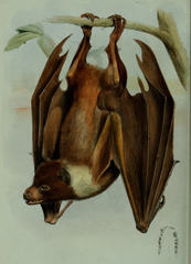 Chuuk Flying Fox photo 4