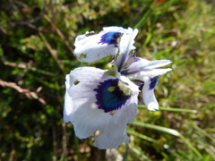 Moraea aristata