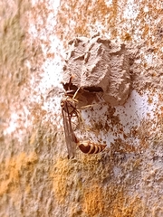 Liostenogaster