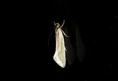 Tingena chloradelpha