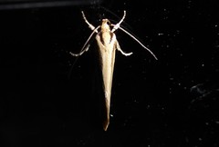 Tingena chloradelpha