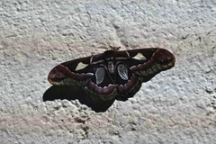 Rothschildia jacobaeae
