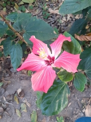 Hibiscus rosa-sinensis