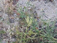 Rumex papillaris