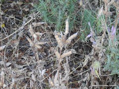 Lavandula pedunculata