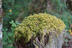 Sematophyllum