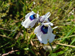 Moraea aristata