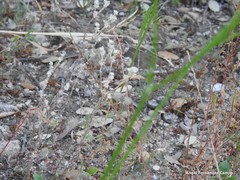 Rumex bucephalophorus