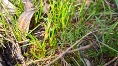 Centrolepis aristata