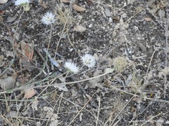 Jasione sessiliflora