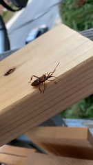 Leptoglossus occidentalis