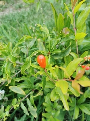 Magnoliopsida
