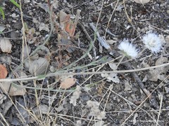Jasione sessiliflora