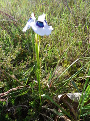 Moraea aristata
