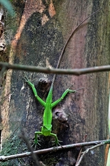 Enyalius iheringii