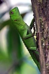 Enyalius iheringii