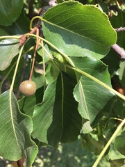 Pyrus
