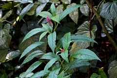 Phytolacca thyrsiflora