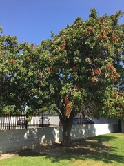 Pyrus