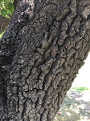 Pyrus