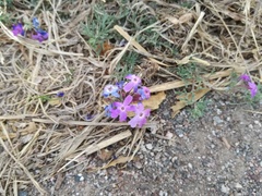 Glandularia aristigera